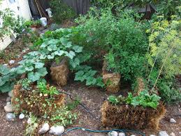 Straw Bale Garden Update Success