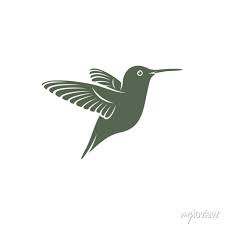 Hummingbird Design Vector Ilration