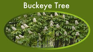 Buckeye Tree Aesculus Identification