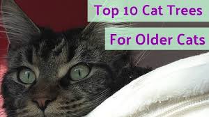 10 Best Cat Trees For Older Cats Cat