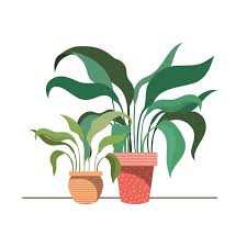 House Plant Vector Images Depositphotos
