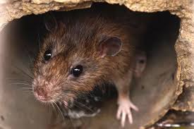 Natural Ways To Banish Rats From