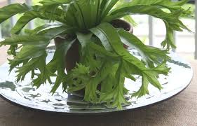 The Rainforest Garden A Tour Of P