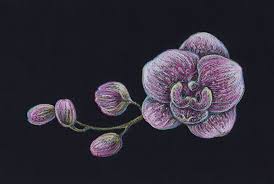To Draw An Orchid With Pastel Pencils