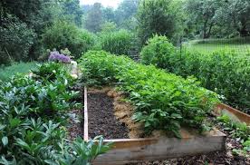 Growing Potatoes Organically When And