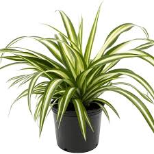 Top 5 Indoor Plants To Purify The Air
