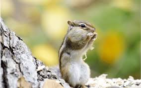 Squirrels Vs Chipmunks How Diffe