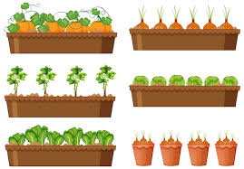 Vegetable Plants Vectors