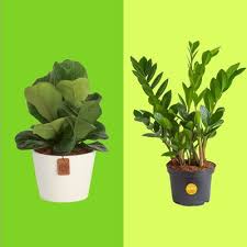 45 Best Indoor Plants On 2023