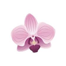 Orchid Vector Art Icons And Graphics