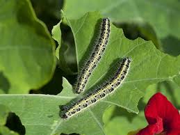 Keeping Cabbage White Erflies Away