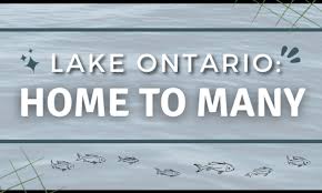 Lake Ontario Home To Many Youth In