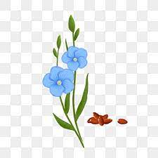 Flax Png Transpa Images Free