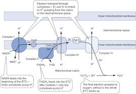Respiratory Chain An Overview
