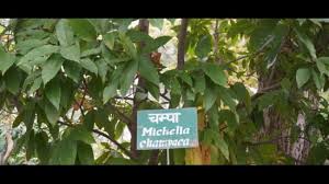 After Ramayan Vatika Uttarakhand