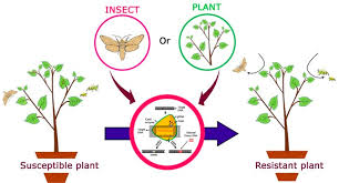 Genome Editing For Resistance To Insect