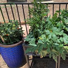 Tips For Growing Vegetables In The