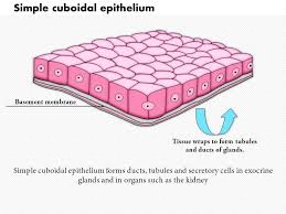 0614 Simple Cuboidal Epithelium Medical