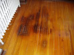 Dog Urine Out Of Wood Clearance