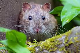 Stop Rats Coming To Your Garden