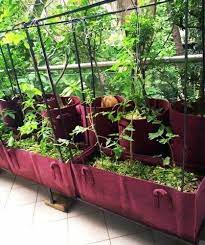Organic Terrace Garden At Best In