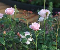 Companion Plants For Roses Expert