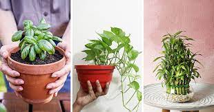Vastu Friendly Plants And Trees For
