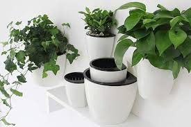 Best Hanging Plants And Planters The