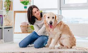 How To Make Dogs Feel At Home