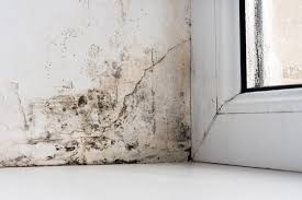 Exposed To Black Mold Signs Symptoms
