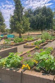 Zone 9b Vegetable Gardening Tips