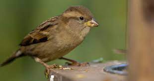 House Sparrow In Number One Spot In