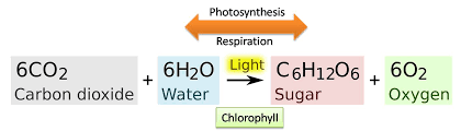 Balanced Equation Of Photosynthesis