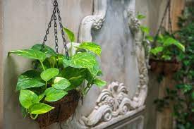 Lucky Plants For Home To Attract Wealth