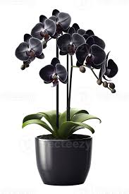Beautiful Black Orchid Flower In