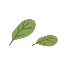 Green Spinach Leaves Garden Salad Leaf