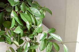 35 Best Low Light Indoor Plants For