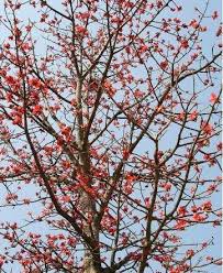 Ax Ceiba Red Silk Cotton Tree Plant