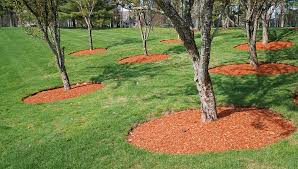 How Mulch Can Save Water Boost Tree