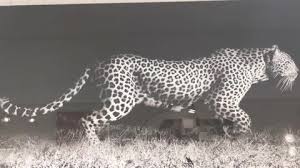 Animals Black Leopard Stock Footage