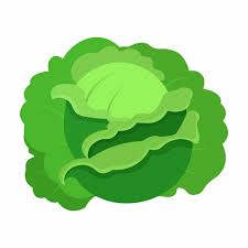 Cabbage Farm Fruit Harvest Plant
