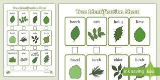 Tree Identification Sheet Plant And