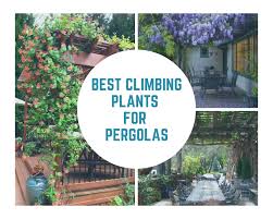 Best Climbing Plants For Pergolas