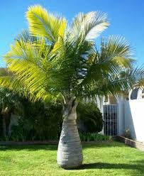 Hyophorbe Lagenicaulis Postal Palm Tree