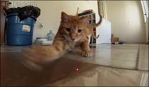 cat scratching laser pointer cats