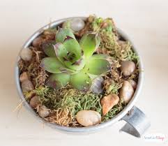 Tin Cup Succulent Dish Garden Atta
