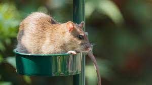 Banish Rats From Your Garden For Good