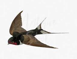 Flying Swallow Image Bird Clipart Barn