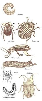 Insect Pests Of Tomatoes Garden Org