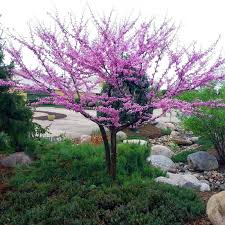 American Redbud Tree From Stark Bro S
